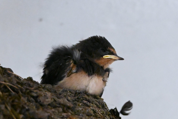 Swallow nesting for the first time in 55 years.